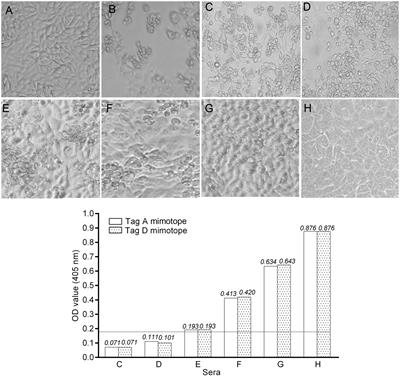 Corrigendum: Serum IgG antibodies from pregnant women reacting to mimotopes of Simian virus 40 large T antigen, the viral oncoprotein